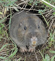 ./assets/220px-Pocket-Gopher_Ano-Nuevo-SP.jpg